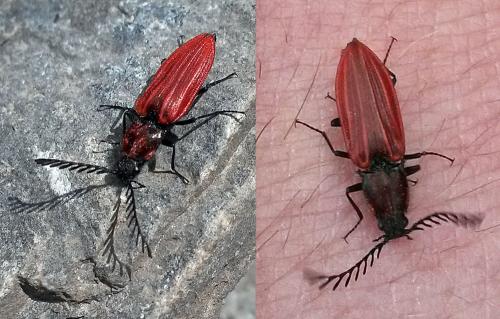 Réf. 231 549 : Anostirus sp.